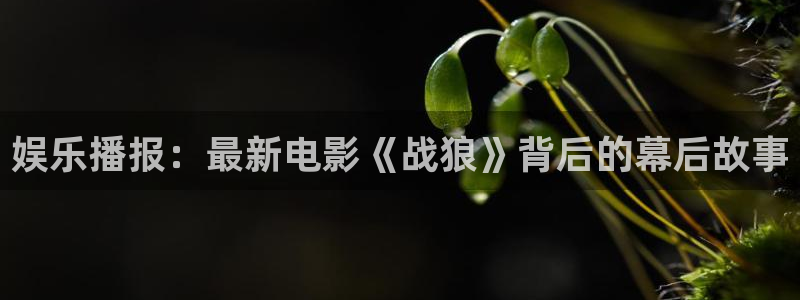 辉达平台体育免费注册入口：娱乐播报：最新电影《战狼》背后的幕后故事